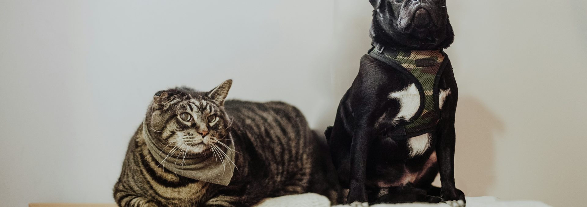 black pug on white textile
